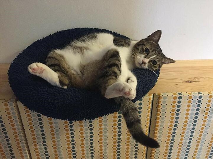 Fritzi