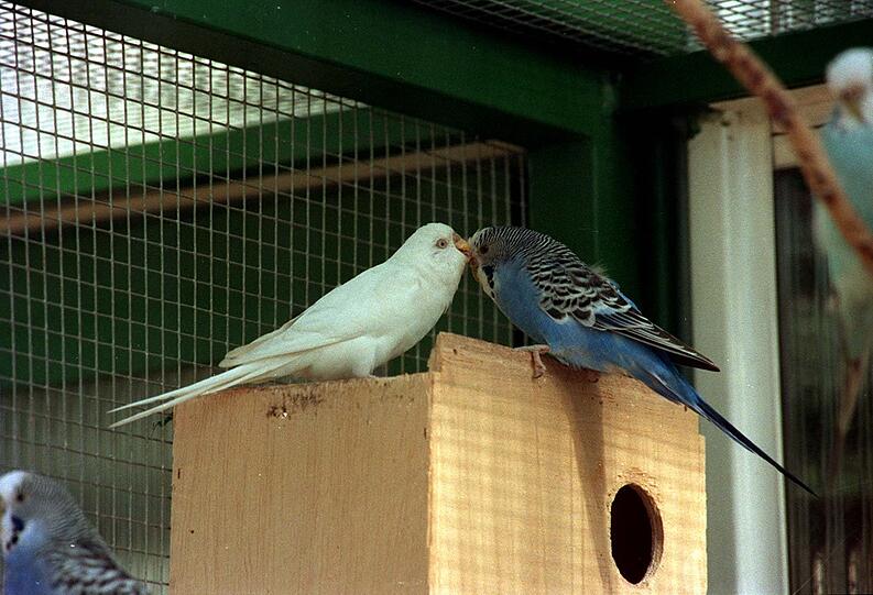 Einen Käfig mit Wellensittichen wie diesen hat ein Münchner im Winter auf seinem Balkon stehen lassen. Tierliebe Nachbarn haben den Mann angezeigt. (Symbolbild)