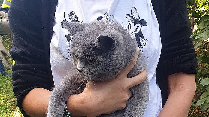 Die Bogenhausener Katze, die von der Feuerwehr aus dem Baum gerettet werden musste.