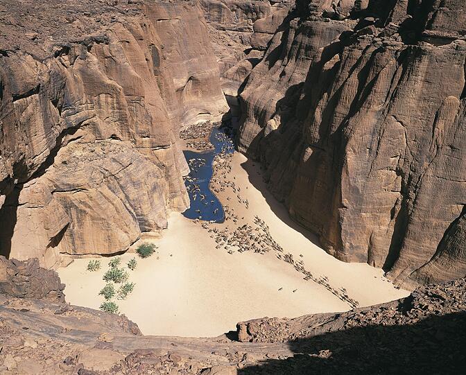 Kamele laufen zur einzige Wasserstelle im Umkreis von 100 Kilometern, Südsahara.