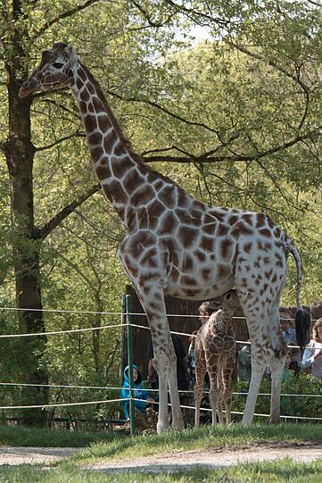 Ein zuckersüßes Giraffenbaby wartet im Tierpark Hellabrunn auf Besucher. Zwei Wochen ist es gerade alt. Hier gibt's schon mal die nettesten Fotos von dem putzigem Tierchen.