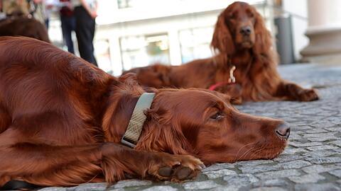 Grace (links) und Ginger sind die entspanntesten Kandidatinnen des Hunde-Castings. Vielleicht stehen sie schon bald auf der Bühne.