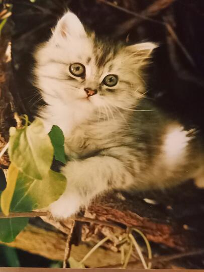 Gipsy