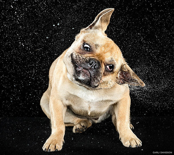 Manche Hunde animierte erst eine kurze Dusche dazu, sich zu schütteln. Auch die Französische Bulldogge "Vito" scheint so ein Kandidat gewesen zu sein.