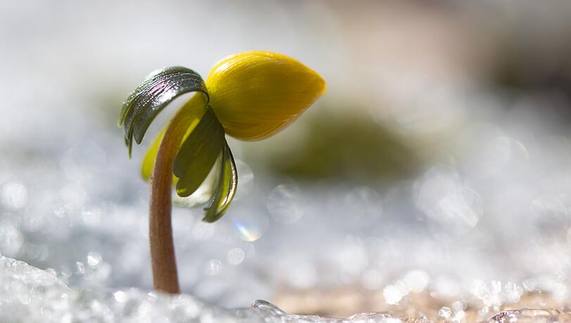 Wenn es wieder w&auml;rmer wird, erwacht die Natur.