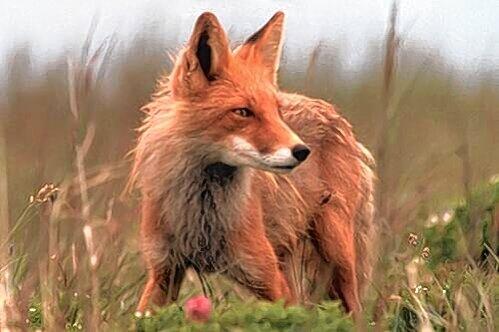 Ein Fuchs hat die Laufenten gerissen. Der Erpel überlebte die Attacke.