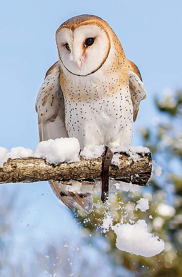 Passend zu den kalten Wintermonaten, eine Schleiereule.