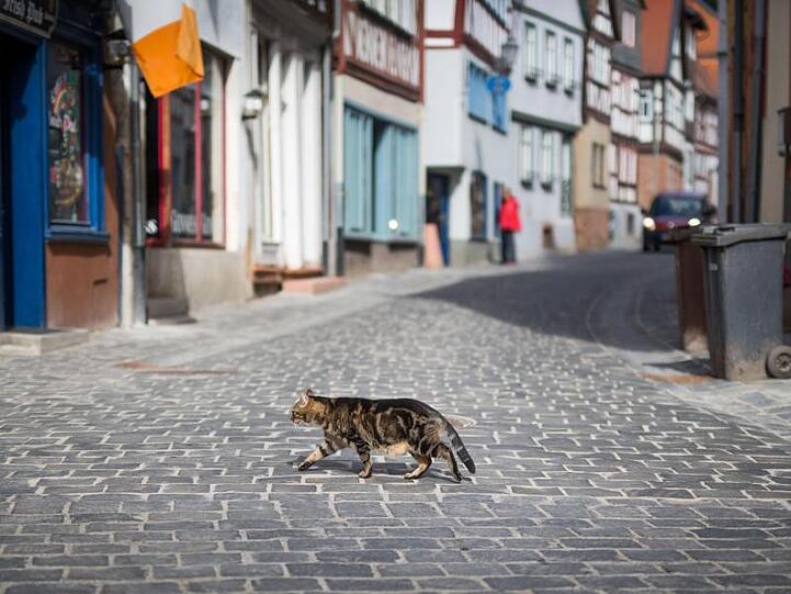 Eine Katze überquert eine gepflasterte Straße.