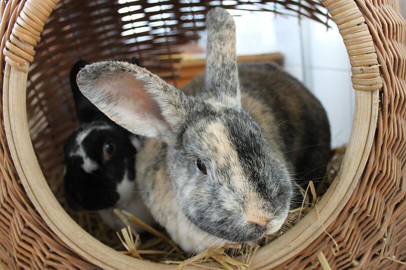 Kaninchenpärchen Lillifee (wbl. geb. 2009 schildpattfarben) und Hasi (ml. kastriert, geb. 2009)  kamen gemeinsam im Oktober 2013 ins Heim. Seither warten die beiden voll Hoffnung auf ein neues Plätzchen mit großzügigen Gehege und täglichem Freilauf. Ein paar Streicheleinheiten und feines Fresschen würden den Bedürfnissen von Lillifee und Hasi sehr entgegenkommen. Wenn sie dann noch richitg hoppeln, hackenschlagen und springen dürften, wäre ihr Glück vollkommen.