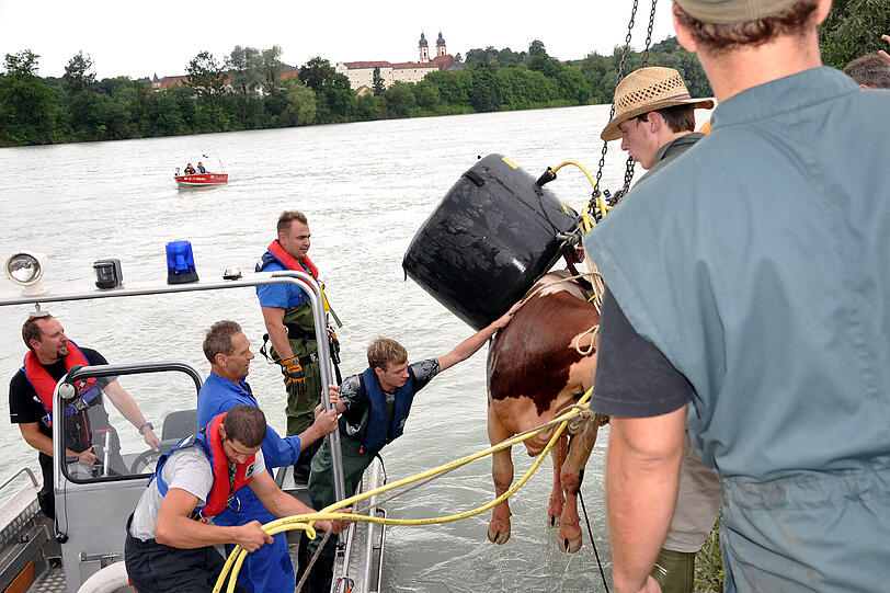 Die trächtige Kuh "Samba" ist am Donnerstagvormittag im Landkreis Mühldorf in den Inn gefallen - und löste einen Großeinsatz aus: Wasserwacht, Feuerwehr und THW retteten das Tier.