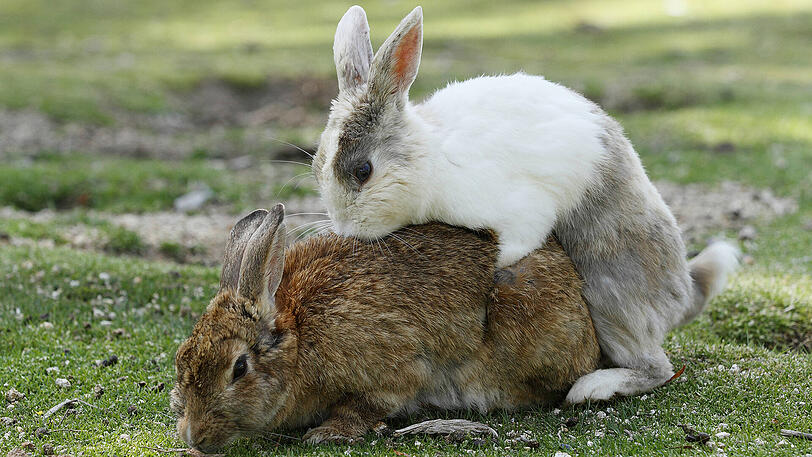 Ein Hasenpaar vergnügte sich im Garten.