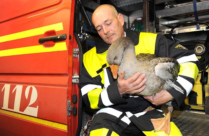 Die Graugans "Martin" auf der Feuerwache