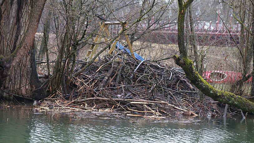 Der Biber fühlt sich an der Isar offenbar so richtig wohl und lässt es sich schmecken. Schön ist das nicht, beunruhigt muss wegen der Biber-Schäden aber niemand sein.