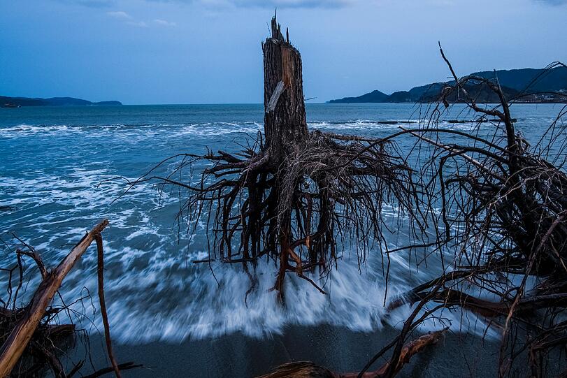 Ein Stumpf einer entwurzelten Kiefer liegt immer noch am Strand von Rikuzentakata, Präfektur Iwate. Rikuzentakata war vom Tsunami fast völlig zerstört worden und verlor über 40 Prozent der 23.000 Einwohner. Ein Jahr nachdem ein Erdbeben und der anschließende Tsunami im März 2011 große Gebiete im Nordosten Japans zerstört hatten, fehlte Tausenden ein Dach über dem Kopf und die japanische Regierung war immer noch bemüht, Schutt zu beseitigen und die Lebensgrundlagen wiederherzustellen.