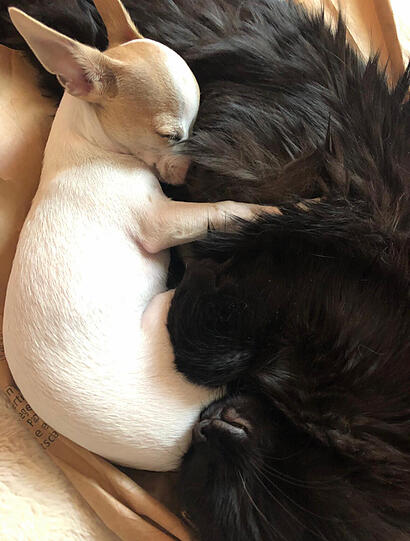 Hund Sammy (Chihuahua Jack Russell Mix) und Katze Medi (Maine Coon)