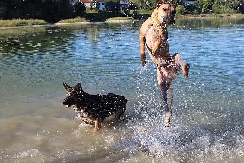 Vom "Monster" zum "Kuschelmonster / Vorzeigehund" - Milow stammt aus dem Tierschutz und war aggressiv gegenüber Menschen! Nun kann er sich vor Komplimenten und neugierigen Blicken anderer Hundebesitzer nicht mehr retten 😀 Ein Werdegang, der vielen anderen Hundebesitzern wieder Mut machen soll!