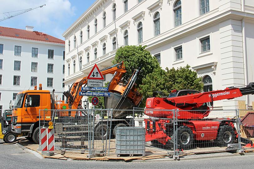 Die Kugelahornbäume ziehen wieder vor das Palais Ludwig Ferdinand am Wittelsbacherplatz.