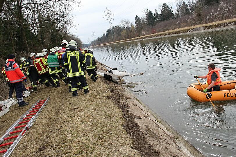 Ross auf Abwegen: Feuerwehrmänner ziehen bei Fellheim ein Pferd aus dem Illerkanal.