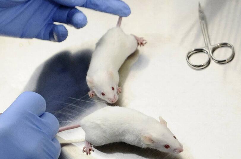 Im neuen Biomedizinischen Centrum in Großhadern sollen 9000 Maus-Käfige stehen.