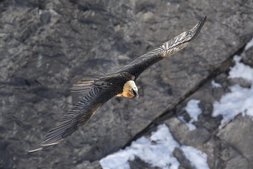 Mit einer Flügelspannweite von bis zu 2,90 Metern ist der größte Vogel der Alpen ein majestätischer Anblick. Doch weder seine Größe noch sein Gewicht von bis zu sieben Kilo halten ihn von akrobatischen Flugspielen ab.