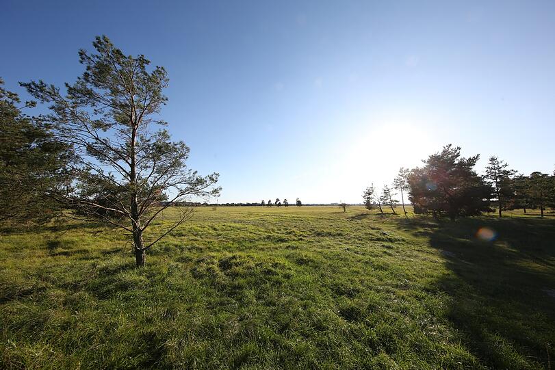 Die Panzerwiese mit ihrer Heidelandschaft in Milbertshofen war bis 1990 militärisches Übungsgelände. Heute ist sie Naturschutzgebiet.
