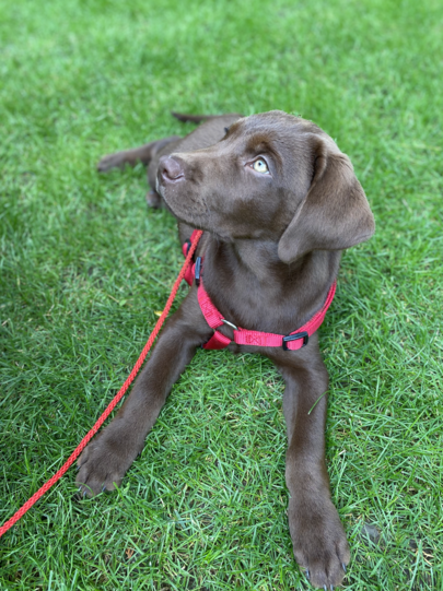 Luna