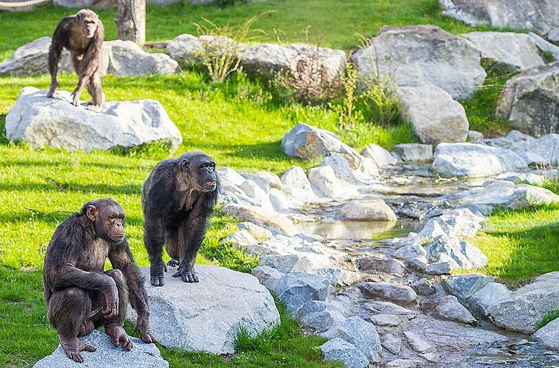 Die Gorillas und Schimpansen im Tierpark Hellabrunn genossen die Erkundung des neuen Außenbereichs bei strahlendem Sonnenschein. Die Bilder...