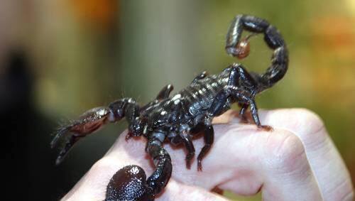 Einen Skorpion fand eine Münchnerin in ihrem Keller. Einen Skorpion fand eine Münchnerin in ihrem Keller.