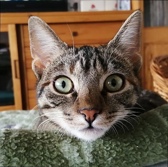 Suki