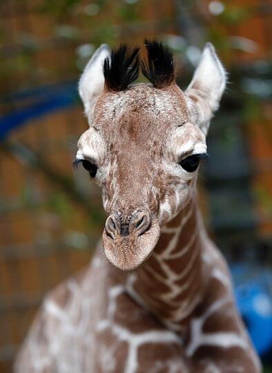 Familienzuwachs bei den Giraffen im Tierpark Hellabrunn: Mitte März brachte Mama Kabonga einen gesunden kleinen Giraffenbullen zur Welt. Einen Namen hat der Bub zwar noch nicht - aber ist jetzt schon ein kleiner Star.