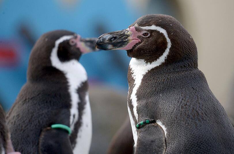 Den Humboldt-Pinguinen in Scarborough schlägt die Schlechtwetter-Periode aufs Gemüt.