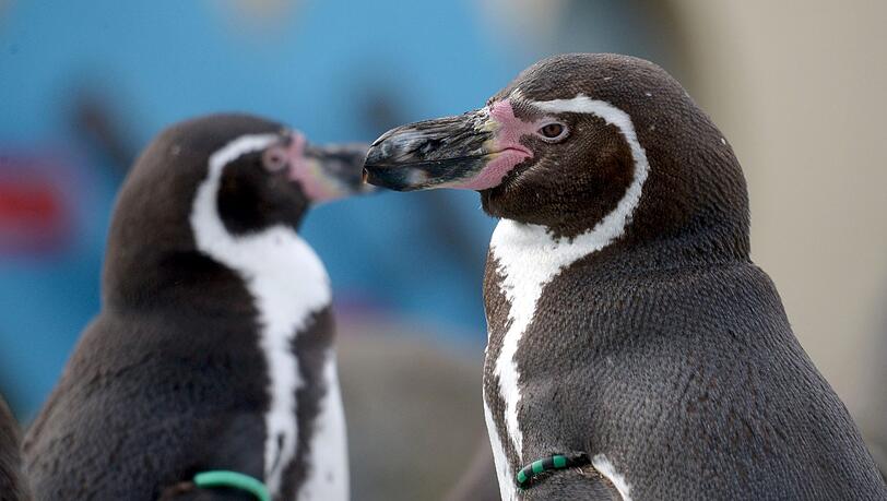 Den Humboldt-Pinguinen in Scarborough schlägt die Schlechtwetter-Periode aufs Gemüt. Den Humboldt-Pinguinen in Scarborough schlägt die Schlechtwetter-Periode aufs Gemüt.