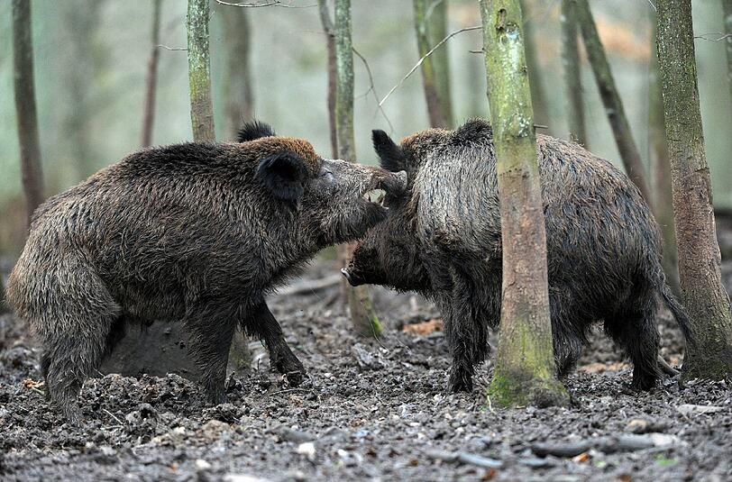 Knapp 30 Jahre nach dem Atomunglück von Tschernobyl sind immer noch viele Wildschweine in Bayern radioaktiv belastet.