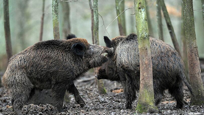 Knapp 30 Jahre nach dem Atomunglück von Tschernobyl sind immer noch viele Wildschweine in Bayern radioaktiv belastet. Knapp 30 Jahre nach dem Atomunglück von Tschernobyl sind immer noch viele Wildschweine in Bayern radioaktiv belastet.