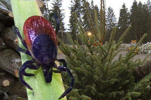 Pfui! Eine Zecke im Christbau: Da könnte es an Heiligabend Aufruhr geben. Was hilft: Baum vor dem Aufstellen schütteln.
