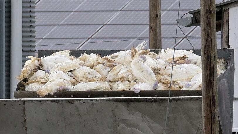 Wenn in einem Geflügelbetrieb die Vogelgrippe nachgewiesen wurde, müssen alle Tiere vorsorglich getötet und vernichtet werden. Die Tierseuchenkasse leistet Entschädigungszahlungen. (Illustration) Wenn in einem Geflügelbetrieb die Vogelgrippe nachgewiesen wurde, müssen alle Tiere vorsorglich getötet und vernichtet werden. Die Tierseuchenkasse leistet Entschädigungszahlungen. (Illustration)
