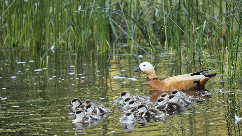 Weil ein Teich vor ihrer Wohnung in den Isarauen zugesch&uuml;ttet wurde, klagte eine Frau vor dem Amtsgericht. (Symbolbild)