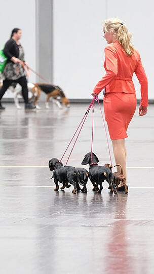 Dackel, Dalmatiner und Co. bei der World Dog Show in Leipzig.
