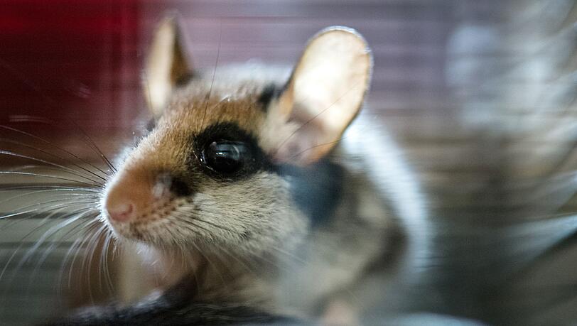 2023 wurde der Gartenschl&auml;fer von den Spenderinnen und Spendern der Deutschen Wildtierstiftung zum Tier des Jahres gew&auml;hlt. (Archivbild)