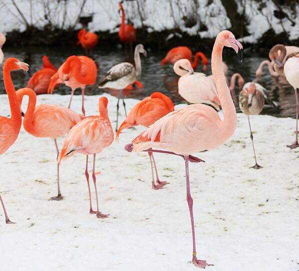 Die Flamingos sind da eher in wärmeren Gefilden heimisch. Die frieren bestimmt.