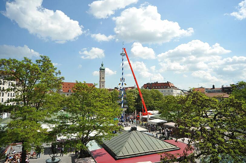 Dann steht der Maibaum.