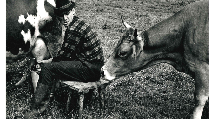Bulle Roth auf dem väterlichen Hof beim Kühemelken, 1967. Auch nach seinem Engagement beim Münchner Rekordmeister half er daheim aus.