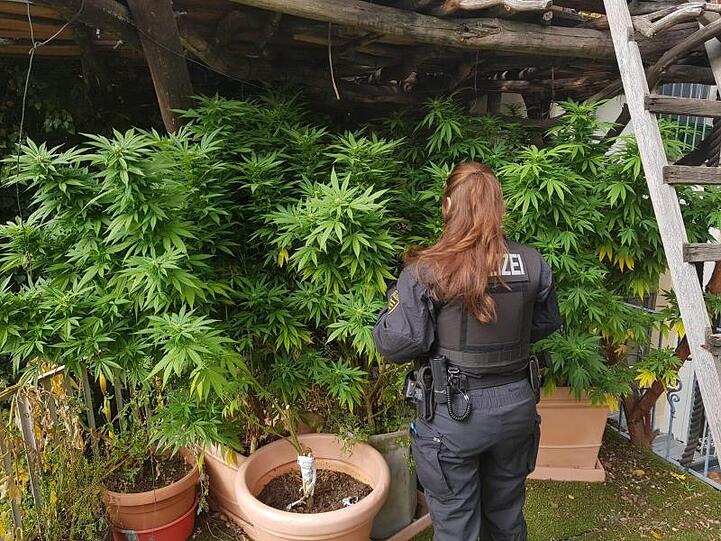 Polizisten untersuchen eine Hanfplantage: Der CDU-Innenpolitiker Marian Wendt hält eine Cannabis-Freigabe für den Eigenbedarf für denkbar.