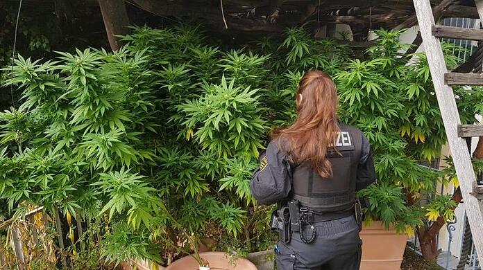 Polizisten ermitteln auf einer Hanfplantage: Die Legalisierung von Cannabis stellt die Justiz vor gewisse Herausforderungen.