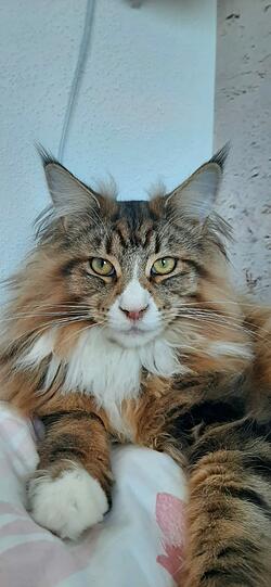 Toffie