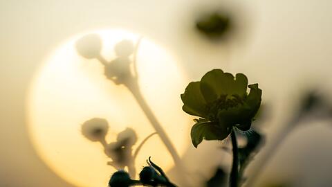 Zum Muttertag zeigt sich in Bayern wieder vermehrt die Sonne. (Archivbild)