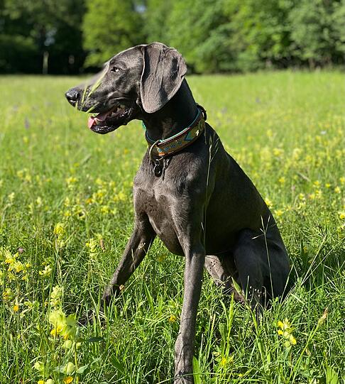 Stella