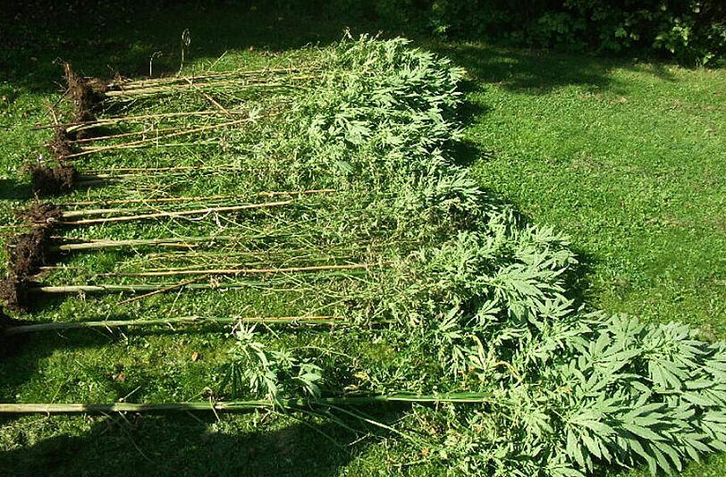 Die Überreste der Cannabisplantage auf dem Waldfriedhof in München