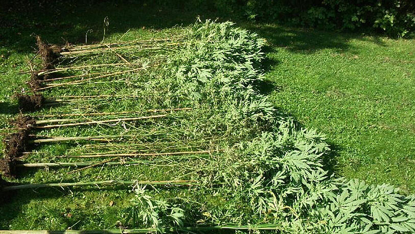 Die Überreste der Cannabisplantage auf dem Waldfriedhof in München Die Überreste der Cannabisplantage auf dem Waldfriedhof in München