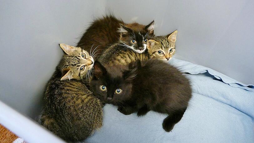 Vier Babykatzen im Tierheim München. Sie wurden Anfang August ganz allein ohne Mama auf einem Schrebergartengelände in Pasing gefunden. Derzeit leben im Tierheim 21 Kitten – und es werden fast jeden Tag mehr. Vier Babykatzen im Tierheim München. Sie wurden Anfang August ganz allein ohne Mama auf einem Schrebergartengelände in Pasing gefunden. Derzeit leben im Tierheim 21 Kitten – und es werden fast jeden Tag mehr.